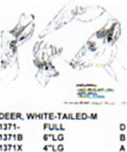 White Tailed Deer Male Head Only 4" Long