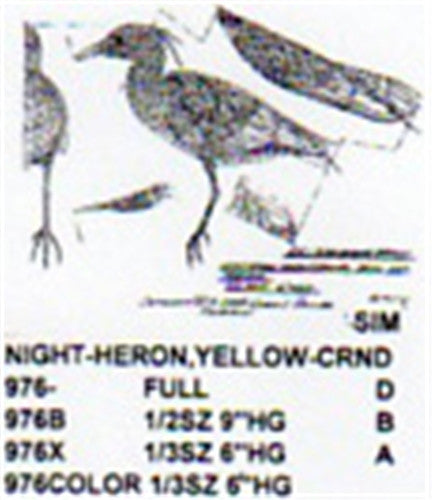 Yellow Crowned Night Heron Standing