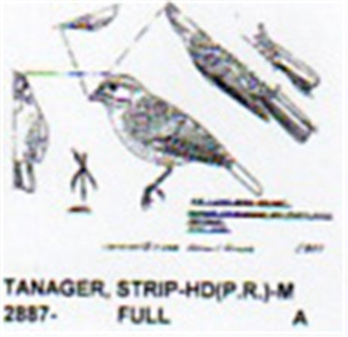 Scarlet Tanager Male Color Perching