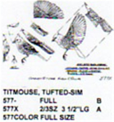 Tufted Titmouse Perching Color