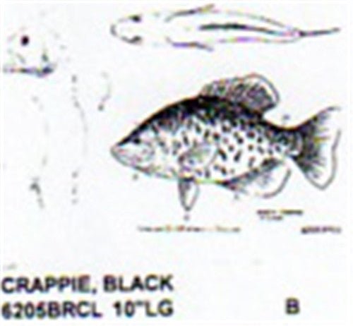 Black Crappie Mouth Closed 10" Long Color - Cherry Tree Toys