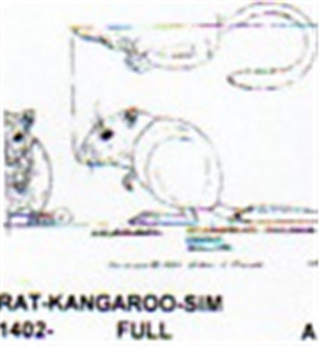 Kangaroo Rat Standing - Cherry Tree Toys