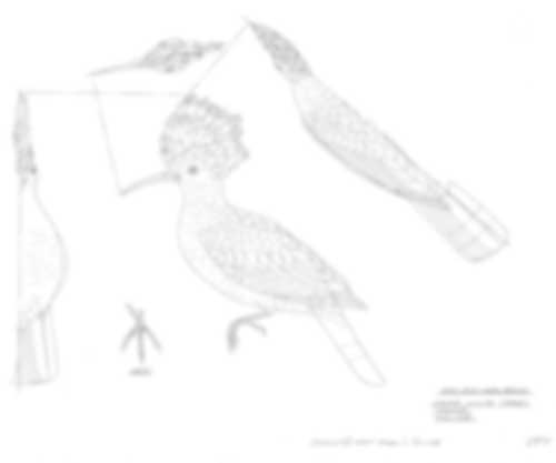 Hoopoe Perching Carving Pattern