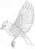 Tufted Titmouse Carving Digital Pattern