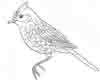 Tufted Titmouse Carving Digital Pattern