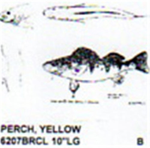 Yellow Perch Mouth Closed Carving Plan 10