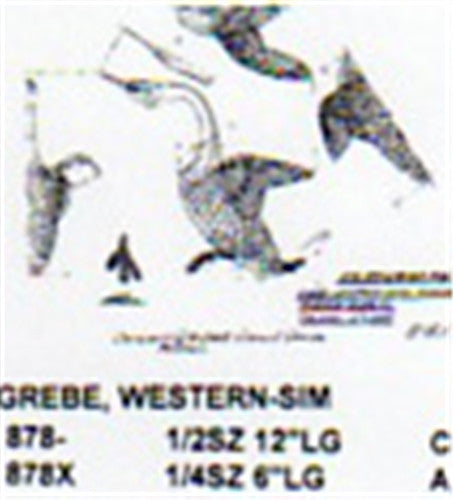 Western Grebe Displaying-Rushing 1/2 Size