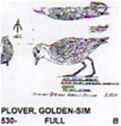 American Golden Plover Feeding Carving Pattern - Cherry Tree Toys