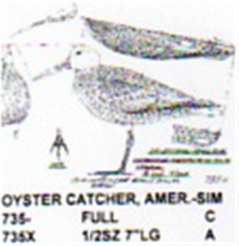 American Oyster Catcher Standing - Cherry Tree Toys