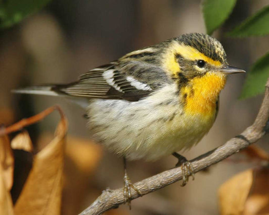 Blackburnian Warbler Carving Pattern - Cherry Tree Toys