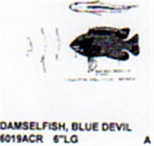 Blue Devil Damsel Fish Mouth Closed 6" Long Color - Cherry Tree Toys