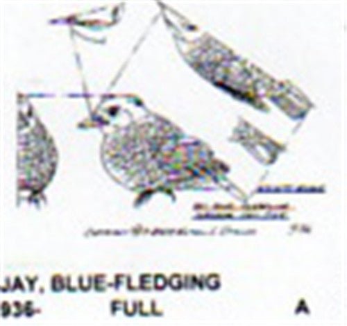 Blue Jay Fledgling Perching Carving Pattern - Cherry Tree Toys