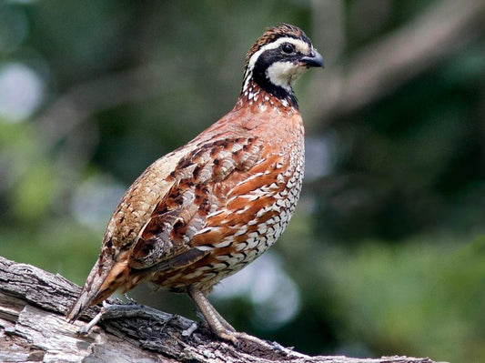 Bobwhite Quail Standing Carving Pattern - Cherry Tree Toys