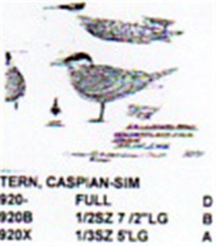 Caspian Tern Standing 1/2 Size - Cherry Tree Toys