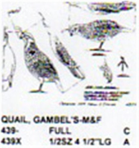 Gambel's Quail Standing/Feeding Carving Pattern - Cherry Tree Toys