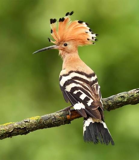 Hoopoe Perching Carving Pattern