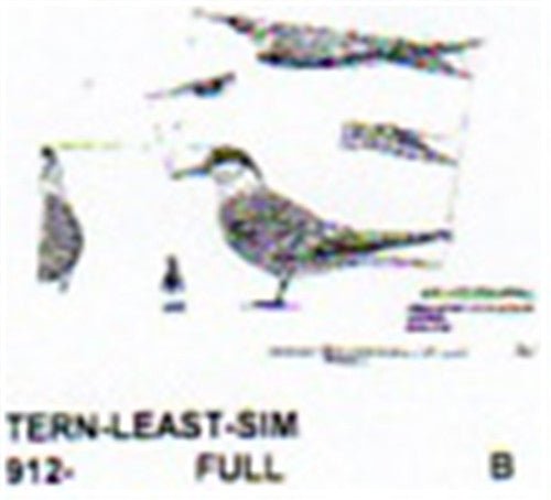 Least Tern Standing Carving Pattern - Cherry Tree Toys