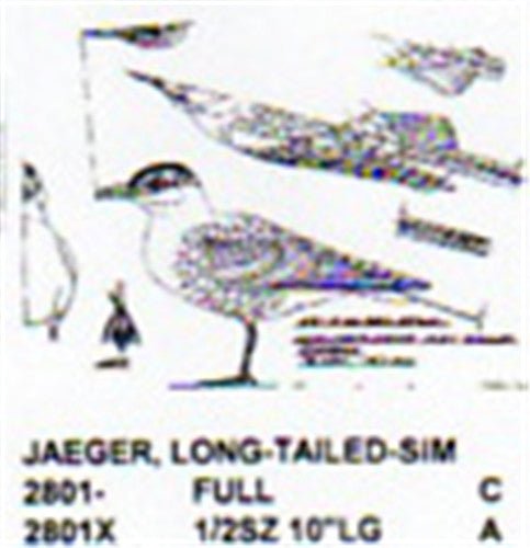 Long Tailed Jaeger Standing 1/2 Size - Cherry Tree Toys