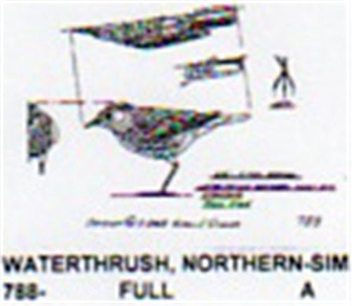 Northern Water Thrush Standing/Tail Up - Cherry Tree Toys