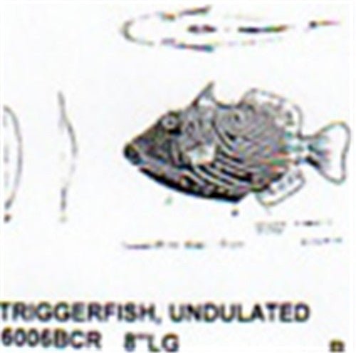 Undulate Trigger Fish Mouth Closed 8